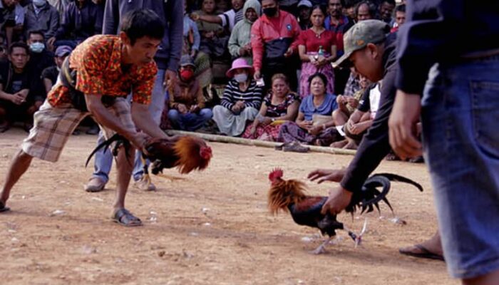 Warga Desa Lapole, Kecamatan Maligano, Kabupaten Muna, Keluhkan Praktik Sabung Ayam