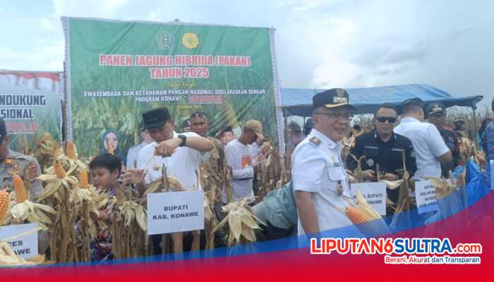 Panen Jagung Hibrida di Konawe, Bupati dan Wabup Seberangi Sungai Demi Ketahanan Pangan