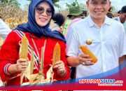 Hadiri Panen Jagung, Bank Sultra Siap Salurkan KUR dan CSR untuk Petani Jagung di Konawe