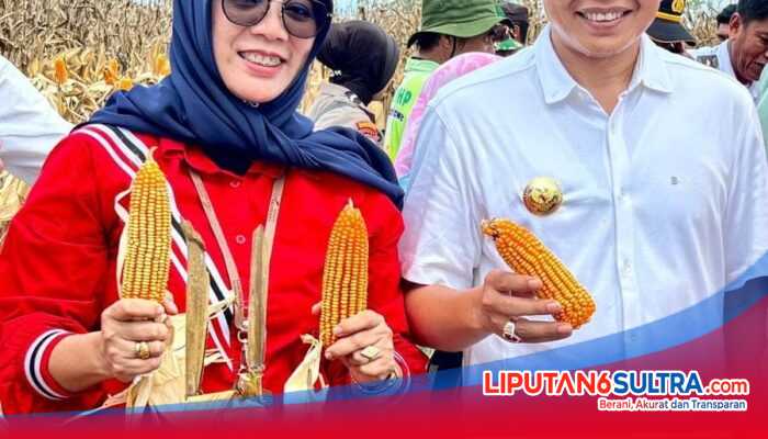 Hadiri Panen Jagung, Bank Sultra Siap Salurkan KUR dan CSR untuk Petani Jagung di Konawe