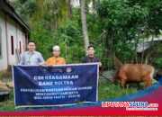 Wujud Kepedulian, Bank Sultra Salurkan 23 Ekor Sapi Kurban untuk Masyarakat di 17 Kabupaten/Kota Sultra