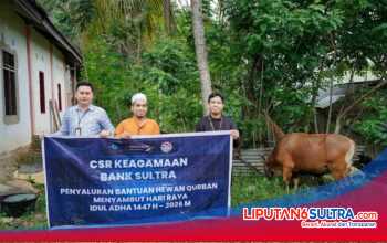 Wujud Kepedulian, Bank Sultra Salurkan 23 Ekor Sapi Kurban untuk Masyarakat di 17 Kabupaten/Kota Sultra