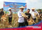 Panen Raya Jagung Kuartal II di Kendari, Pemprov Sultra Perkuat Dukungan bagi Kelompok Tani