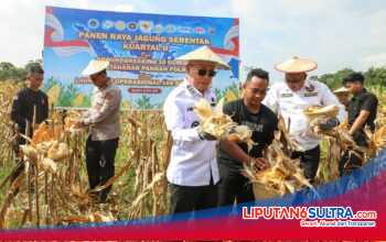 Panen Raya Jagung Kuartal II di Kendari, Pemprov Sultra Perkuat Dukungan bagi Kelompok Tani