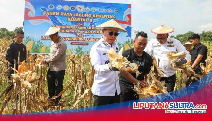 Panen Raya Jagung Kuartal II di Kendari, Pemprov Sultra Perkuat Dukungan bagi Kelompok Tani