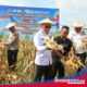 Panen Raya Jagung Kuartal II di Kendari, Pemprov Sultra Perkuat Dukungan bagi Kelompok Tani