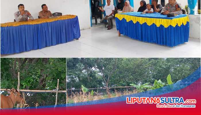 Persoalan Sapi Diduga Rusak Tanaman di Sumampeno, Korban Minta Ganti Rugi Rp10 Juta